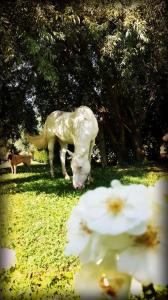 a white horse grazing in the grass next to flowers at Agriturismo L'Unicorno in Portomaggiore