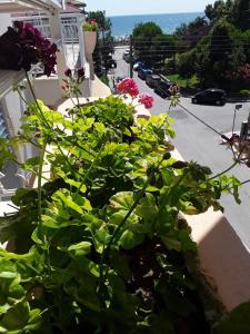 a green plant on a balcony with a view of a street at Ikaros Apartments in Paralia Katerinis