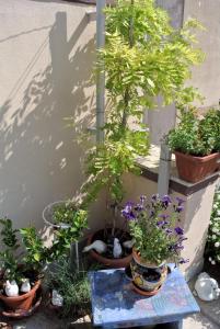 カッサーノ・デッレ・ムルジェにあるAlmasolの鉢植え