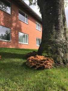 Aed väljaspool majutusasutust Hotel Jernbanegade