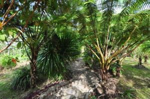 un camino a través de un bosque con palmeras en Kopal en Baeza