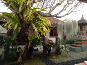 a group of plants in front of a house at Buyan Homestay in Sanur