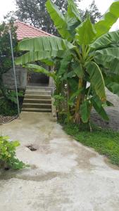A garden outside Olga's Home