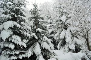 um grupo de árvores cobertas de neve em Agriturismo E Turre em Serrastretta