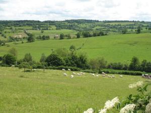 a herd of sheep grazing in a green field at Gîte " Le Normand " Sa Vue Splendide in Vimoutiers +31 photos