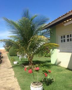 a palm tree in a yard next to a house at CHALÉS ENCANTOS DA ILHA in Barra dos Coqueiros