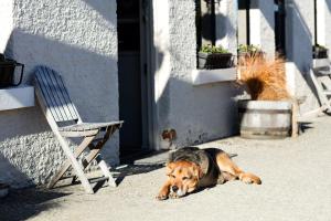 Et eller flere kæledyr der bor med gæster på Naseby Cottage - 24 Leven St