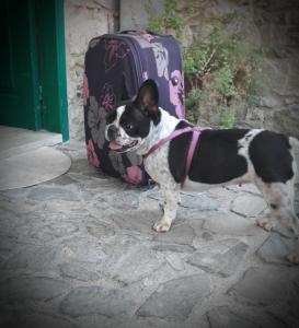 a black and white dog standing next to a suitcase at Anastou's Traditional House in Kalopanayiotis