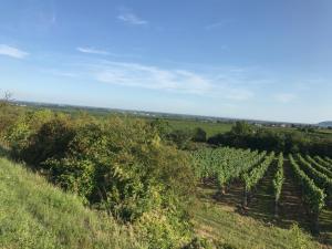 カルシュタットにあるLandhotel Kallstadtのギャラリーの写真