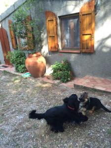 a black dog laying in front of a house at Agriturismo Podere Campalto in Campiglia Marittima