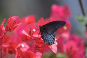 a black butterfly sitting on a red flower at Zen Box House in Yangshuo