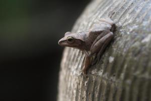 a frog sitting on the side at Zen Box House in Yangshuo