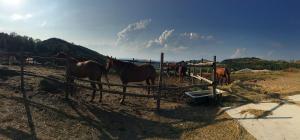 Billede fra billedgalleriet på Maison des Roses - Family Farm i Bossolasco