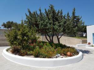 a large white planter with a tree and flowers at Sarakiniko Rooms in Adamantas