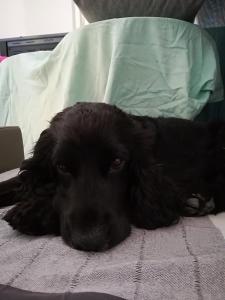 Ospiti di I Gelsi e i Castagni con animali domestici