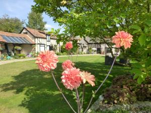 Ein Haufen rosa Blumen im Garten in der Unterkunft The Greyhound - Historic former Inn in Glemsford