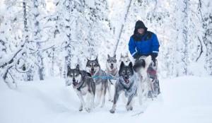 a man is pulling a group of dogs on a sled at Wilderness Hotel Inari & Igloos in Inari +64 photos