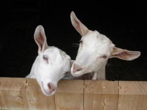 Fotografie z fotogalerie ubytování Farm Resort Geislerhof v destinaci Gerlos
