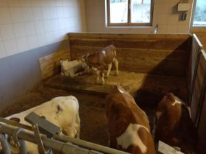 Un gruppo di mucche in un box in un fienile di Mooslechnerhof a Virgen