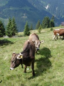 Fotografie z fotogalerie ubytování Farm Resort Geislerhof v destinaci Gerlos