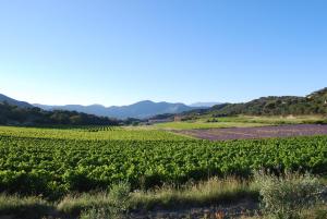 a field of beans with mountains in the background at Domaine de Provensol in Venterol