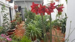 a room filled with lots of plants and flowers at Pensión Algarrobeña in Algarrobo
