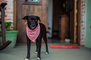 a black dog wearing a red bandana around its neck at Pousada Santarina in Florianópolis