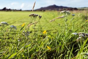 a field filled with lots of flowers in a field at Penrhiw Priory in St. Davids