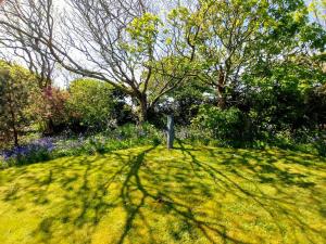a shadow of a tree on a grass field at Penrhiw Priory in St. Davids