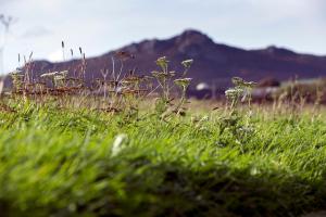 a field of green grass with a mountain in the background at Penrhiw Priory in St. Davids