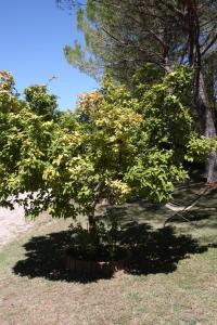 A garden outside Villa del Cardinale