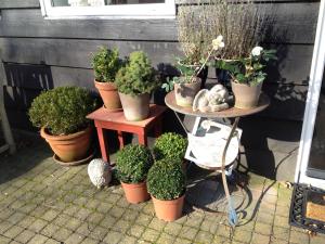 un grupo de plantas en macetas sentadas en un patio en d'Ouwe stal, en Axel