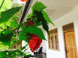 Gallery image of Green View Guest Inn in Adams Peak