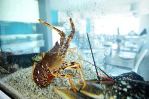 a lobster is sitting on a window sill at Hotel Mar Bravo in Nazaré