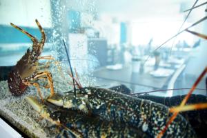 a lobster sitting on top of a fish at Hotel Mar Bravo in Nazaré