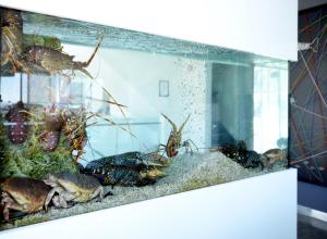a fish tank with crabs in it at Hotel Mar Bravo in Nazaré