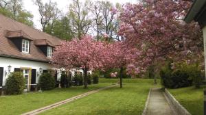 a tree with pink flowers in front of a house at Churfuerstliche Waldschaenke in Moritzburg