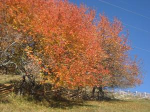 Afbeelding uit fotogalerij van Mitterhof in Ultimo