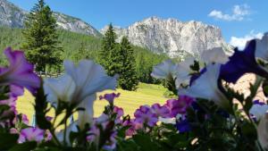 a field of flowers with mountains in the background at Chalet alla Cascata in Badia