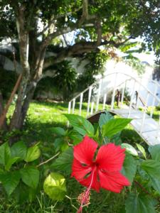 eine rote Blume auf einem Busch im Hof in der Unterkunft Secret Recreio in Rio de Janeiro
