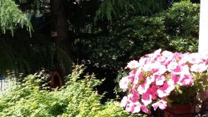 Zahrada ubytování B&B Il Paiolo