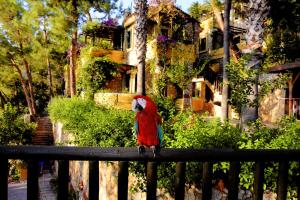 a red parrot sitting on a fence at Symbola Oludeniz Beach Hotel in Oludeniz