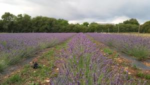 a field of lavender with purple flowers at Gite Le Clos Constance in Charrais