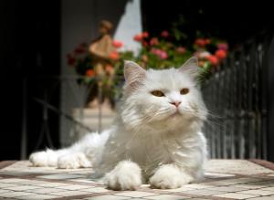 a white cat sitting on top of a table at Albergo Gatto Bianco in Capri