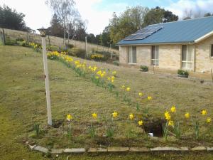 a garden of yellow flowers with a house at Marinavisage in Kettering