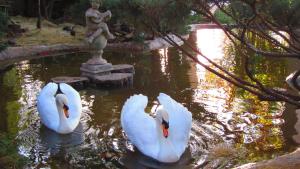 three white swans swimming in a pond with a statue at Pheasant Hill Bed and Breakfast in Rietvalleirand