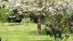 Eine schwarze Kuh steht auf einem Feld mit einem Baum in der Unterkunft Gite Le Saint Nazaire in Ablain-Saint-Nazaire