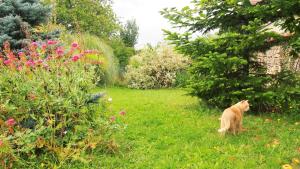 サン・マルセルにあるLa Maison d'Alexiaの庭の草の上に立つ猫