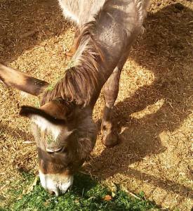Altri animali domestici presso l'agriturismo o nei dintorni