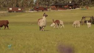 Zvířata v chaty nebo okolí